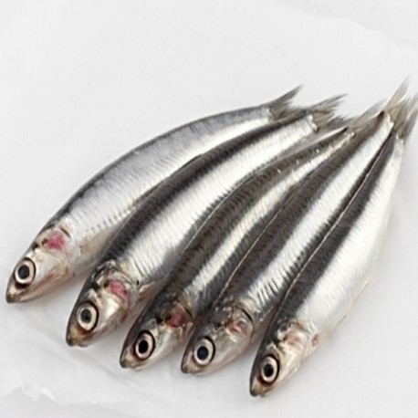 Boquerón Gordo del Norte, el Kg