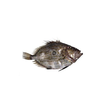 Gallo San Pedro, Pieza de 1 a 1,5 Kg