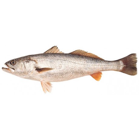 Pescadilla Volanta Dinamarca, Pieza de 1,5 a 2 Kgs Aprox